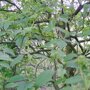 Sophora japonica